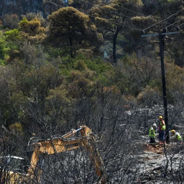 Αυτά τα δέντρα μπορούν να προστατεύσουν το σπίτι σας από τις πυρκαγιές: Ποια θεωρούνται πιο ανθεκτικά