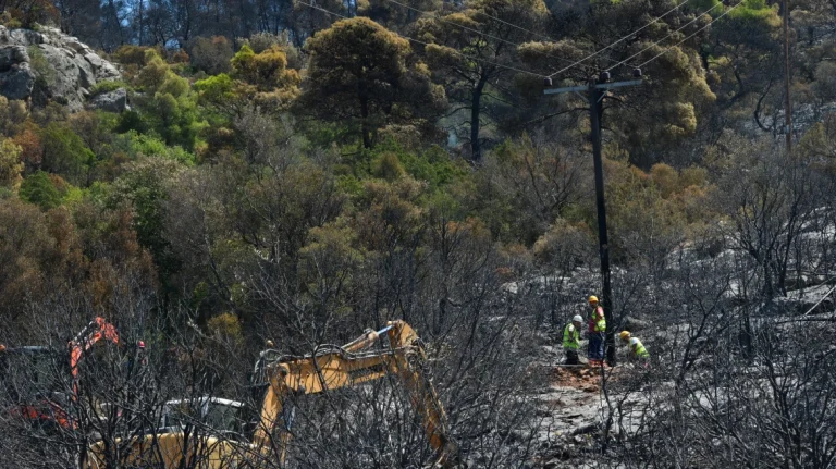 Αυτά τα δέντρα μπορούν να προστατεύσουν το σπίτι σας από τις πυρκαγιές: Ποια θεωρούνται πιο ανθεκτικά