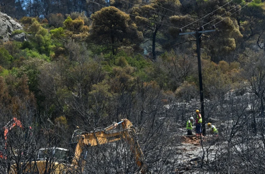 Αυτά τα δέντρα μπορούν να προστατεύσουν το σπίτι σας από τις πυρκαγιές: Ποια θεωρούνται πιο ανθεκτικά