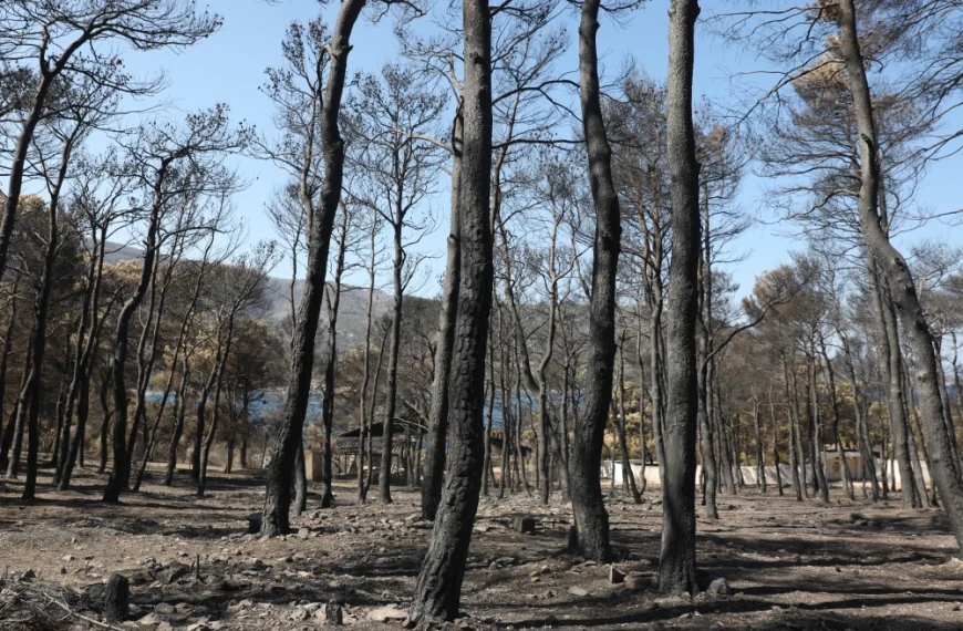 Χαρδαλιάς